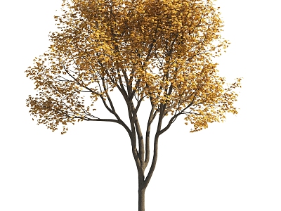 Autumn and winter trees color trees yellow leaf trees landscape trees courtyard trees modeling trees landscape plants deciduous trees big trees model