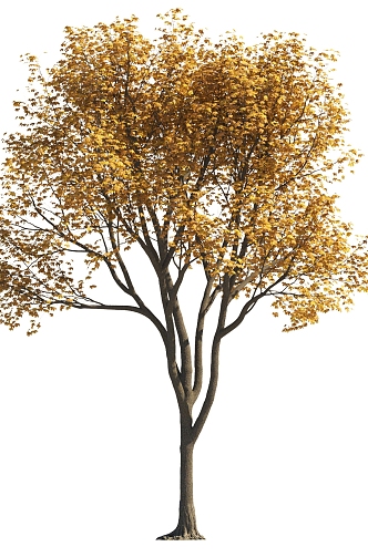 Autumn and winter trees color trees yellow leaf trees landscape trees courtyard trees modeling trees landscape plants deciduous trees big trees 3d model