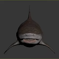 Realistic 3D Shark Model With Detailed Skin Texture And Reflective Surface 3d model