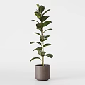 Three Tall Potted Green Leaf Plants with Different Planters for Indoor Decor