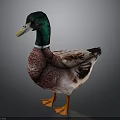 Duck With Green Head White Neck Brown White Feathers And Orange Feet On Dark Background