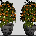 Two Potted Orange Trees With Lush Green Leaves And Ripe Orange Fruits