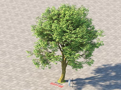 Lush Green Arbor With Thick Trunk And Dense Foliage In Outdoor Paved Area 3d model