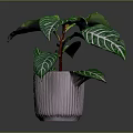 Tropical Houseplant With Green Leaves White Stripes And Red Stems In Pink Ribbed Pot