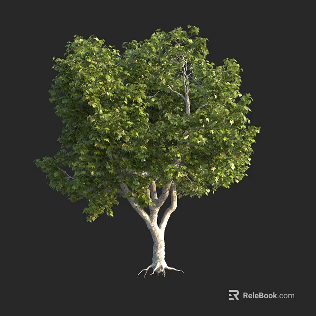 Single Arbor With White Trunk Green Leaves Exposed Roots On Black Background 3d model