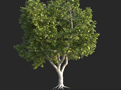 Single Arbor With White Trunk Green Leaves Exposed Roots On Black Background 3d model
