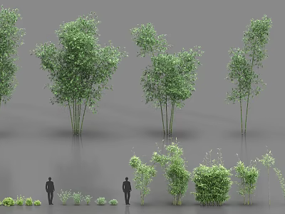 Diverse Bamboo Varieties In Various Heights And Growth Forms For Garden Landscaping 3d model