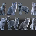 Eight Gray Cats In Different Poses Standing On Reflective Gray Background 3d model