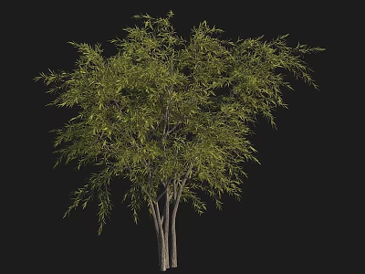 Healthy Tall Arbor Tree With Lush Green Foliage And Strong Straight Trunk In Natural Growth 3d model