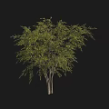 Healthy Tall Arbor Tree With Lush Green Foliage And Strong Straight Trunk In Natural Growth