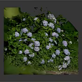 Small Landscape Decorative Plant Display With Green Base Lush Leaves And White Small Flowers