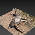 Dead Deer With Large Antlers Lying On Ground With Grass And Dirt
