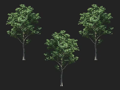 Three Green Leafy Arbor Trees With Straight Trunks And Lush Canopies 3d model