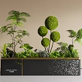 Stylish Plant Arrangement With Rounded Topiaries Ferns In Black Rectangular Planter With Gold Trim