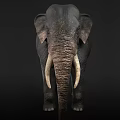 Gray Elephant With Long White Tusks And Wrinkled Skin Standing Isolated