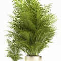 Lush Green Potted Palm Plants In White Pots Large And Small
