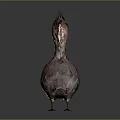 Crested Brown Bird with Unique Feather Plumage in Standing Pose Against Gray Background 3d model