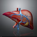 3D Rendered Human Liver Anatomy with Red Tissue Blue Blood Vessels and Gallbladder