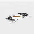 Two Black Reptiles With Prominent Jaws On White Background Close Up View