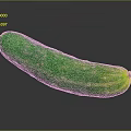 White Cucumber Water Cucumber Dry Cucumber Green Cucumber South China Cucumber European Greenhouse Cucumber Fruit Cucumber 3d model