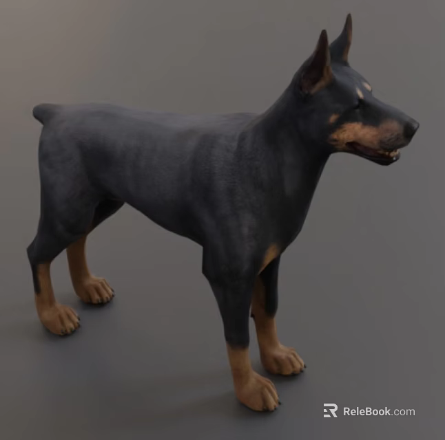 Realistic Doberman Dog 3D Model With Black Body And Brown Legs Standing On Gray Background 3d model 