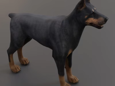 Realistic Doberman Dog 3D Model With Black Body And Brown Legs Standing On Gray Background 3d model