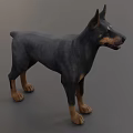 Realistic Doberman Dog 3D Model With Black Body And Brown Legs Standing On Gray Background