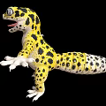 Yellow and Black Spotted Gecko With White Underbelly Open Mouth Outstretched Limbs On Black Background