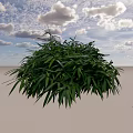 Lush Green Shrub with Dense Foliage and Vibrant Leaves in Garden