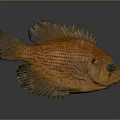 Orange Fish With Detailed Scales And Textured Fins On Gray Background With Reflection