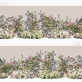 Lush Flowering Climbing Vines With Pink White Blooms And Green Leaves On Garden Wall