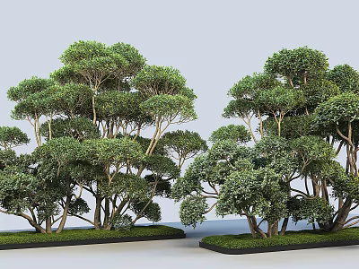 Roadside Greenery Facilities With Lush Green Trees And Umbrella Shaped Canopies On Black Square Bases 3d model