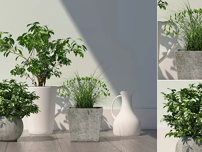 Indoor Bonsai Potted Plants With Lush Green Leaves In Concrete And Ceramic Containers 3d model