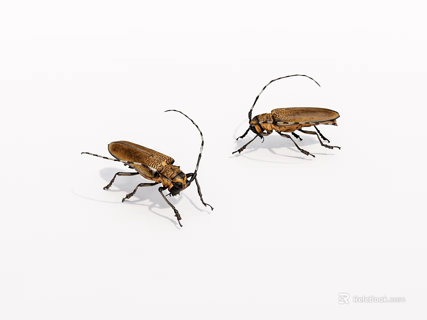 Two Brown Beetles With Long Antennae On White Background 3d model 