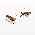 Two Brown Beetles With Long Antennae On White Background 3d model