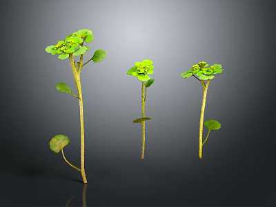 Three Green Plants With Round Leaves And Slender Stems In Growth State 3d model