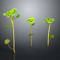 Three Green Plants With Round Leaves And Slender Stems In Growth State