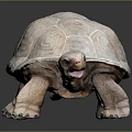Turtle Cartoon Turtle Snapping Turtle Chickbill Turtle Reptile Cold Blooded Animal Reptile Class 3d model