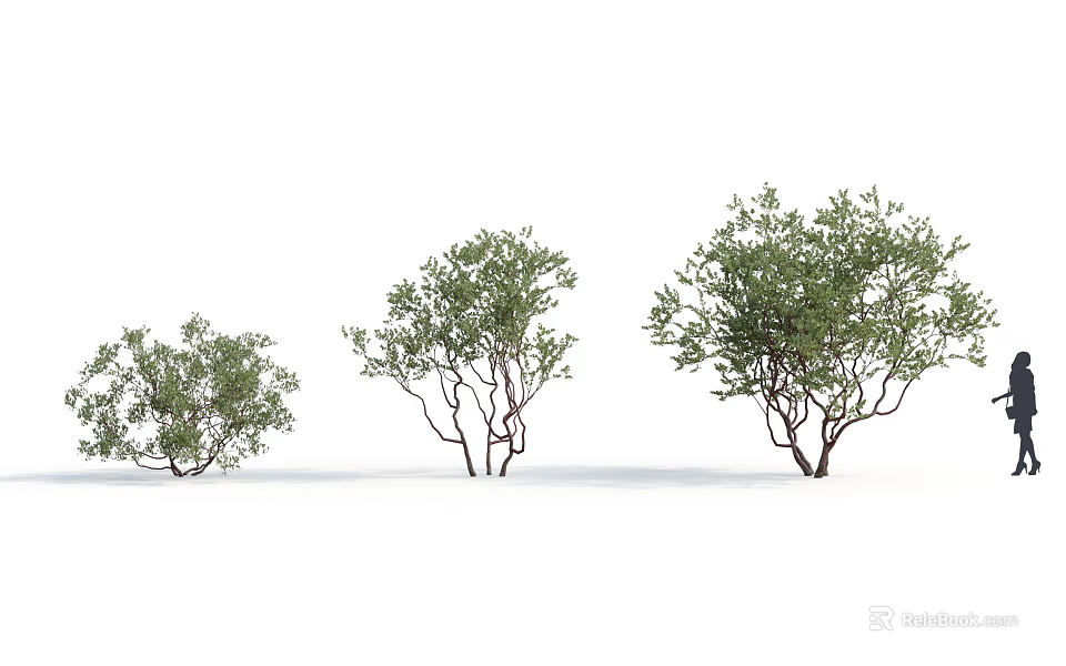Three Different Sizes of Green Leafy Shrubs With Natural Branch Structures 3d model 