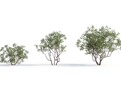 Three Different Sizes of Green Leafy Shrubs With Natural Branch Structures 3d model
