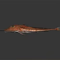 Red Fish With Unique Appearance And Spiky Fins On Dark Background With Reflection 3d model