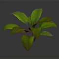 Vibrant Lush Green Plant With Large Fresh Leaves Against Gray Background