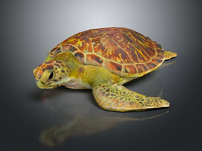 Colorful Sea Turtle With Vibrant Shell And Detailed Texture On Dark Background 3d model