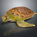 Colorful Sea Turtle With Vibrant Shell And Detailed Texture On Dark Background