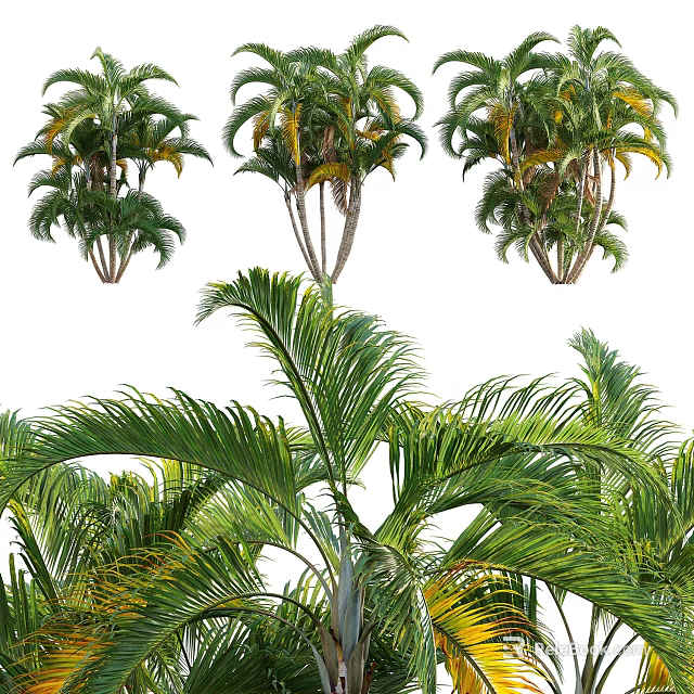 Arbor With Lush Green Feathery Leaves And Tall Trunks In Natural Setting 3d model 
