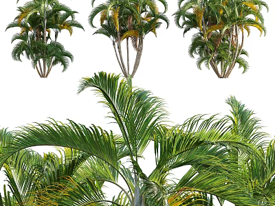 Arbor With Lush Green Feathery Leaves And Tall Trunks In Natural Setting 3d model