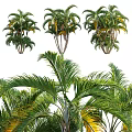 Arbor With Lush Green Feathery Leaves And Tall Trunks In Natural Setting