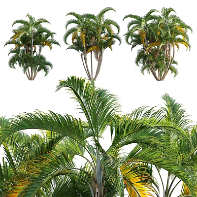 Arbor With Lush Green Feathery Leaves And Tall Trunks In Natural Setting 3d model