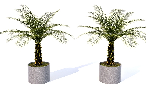 Indoor plants Green plants Potted plants 3d model