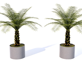 Indoor plants Green plants Potted plants 3d model